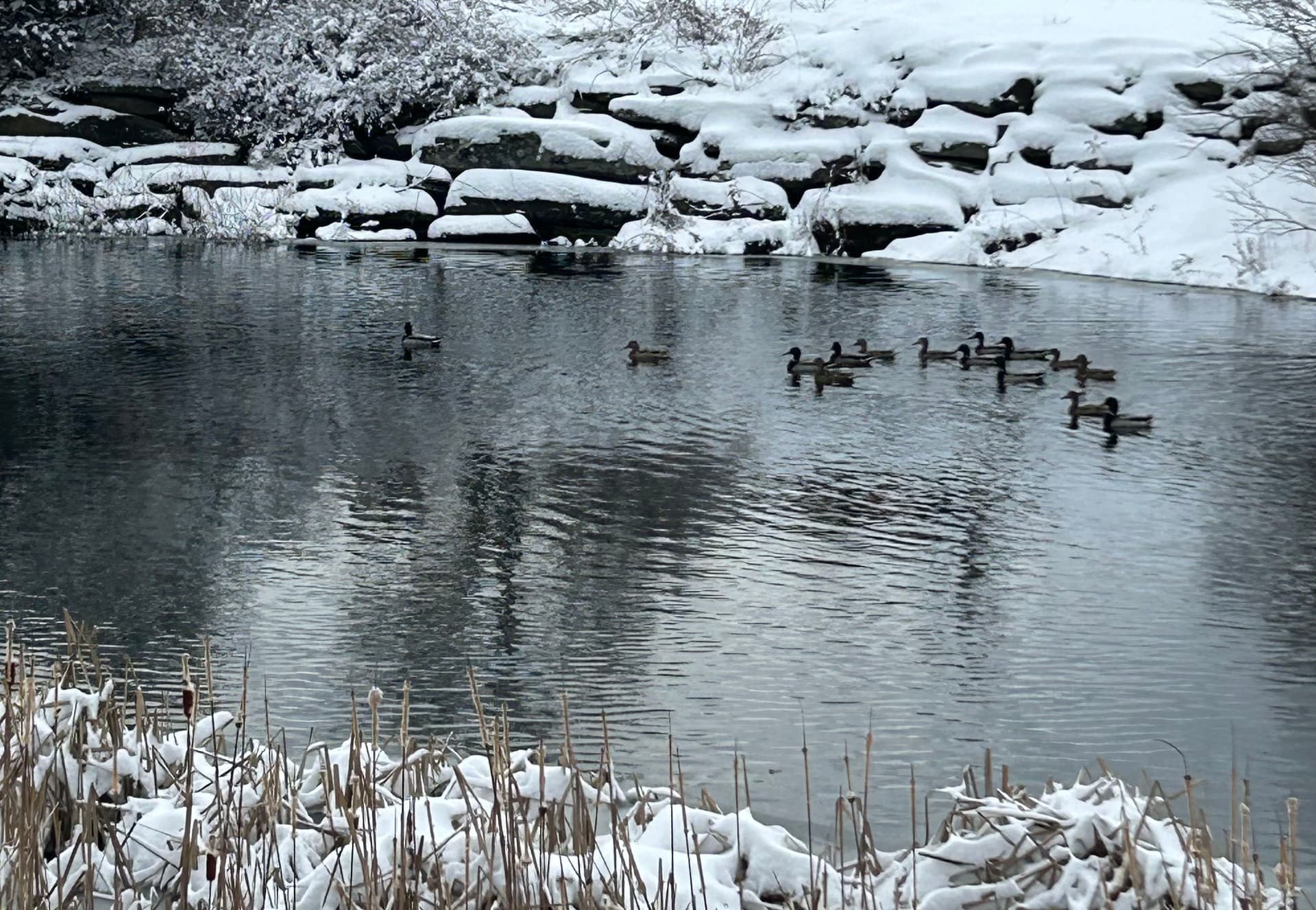 Prepare for Winter with Allure Lawn and Landscape image